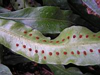 Pleopeltis Percussa (fam Polydiacees) (Am tropicale) (4) (Photo F. Mrugala)